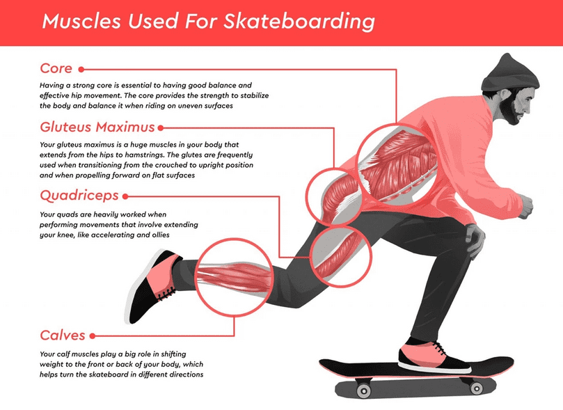 Muscles used in skateboarding